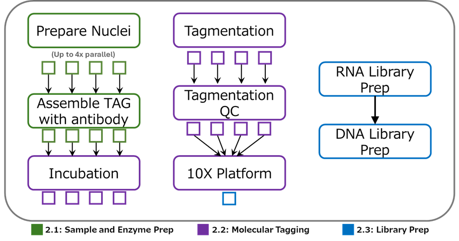 Multiplex Paired-Tag workflow and IGV tracks