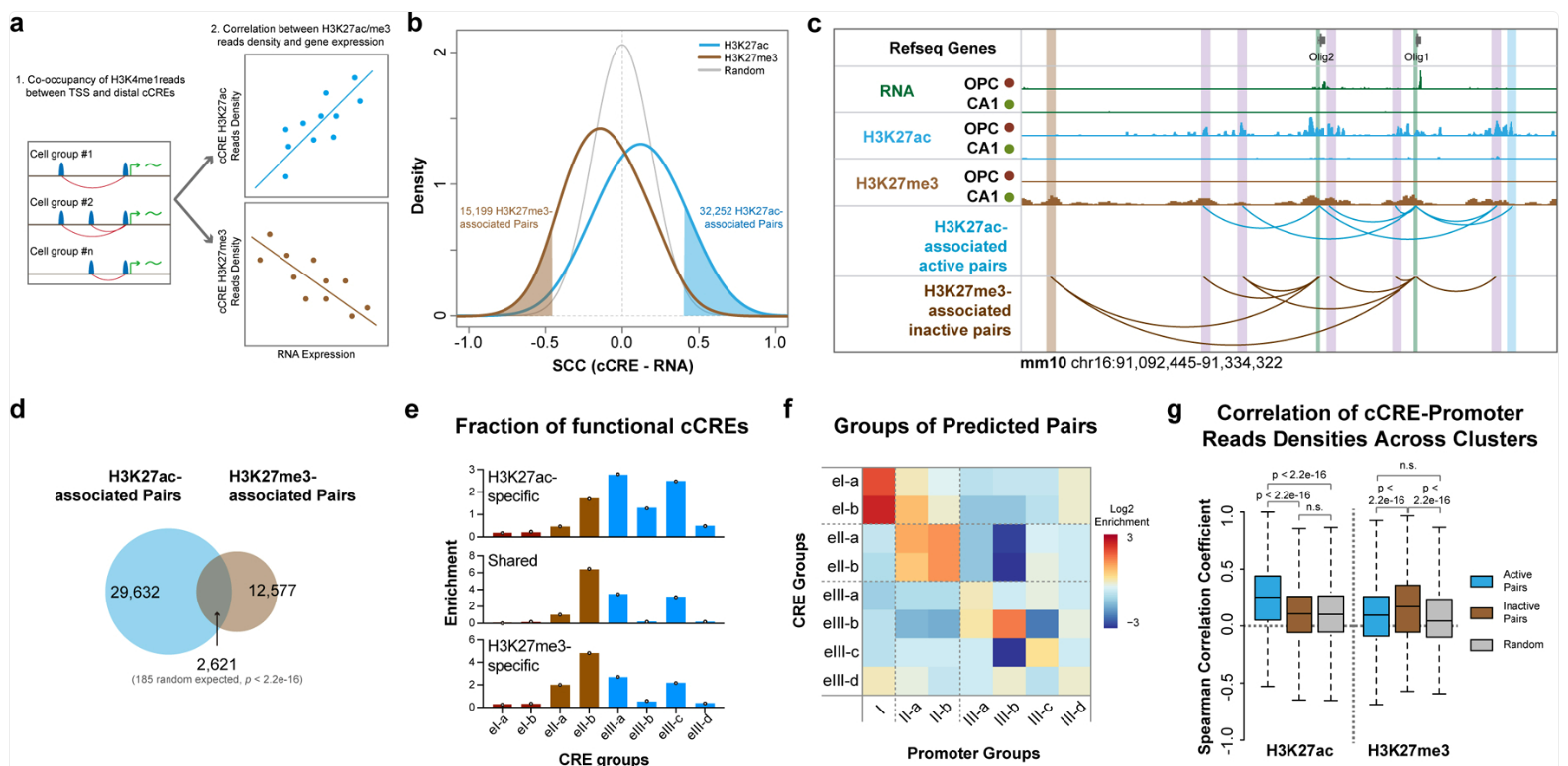 Multi-panel figure depicting functional cis-regulatory elements and activity in mouse brain