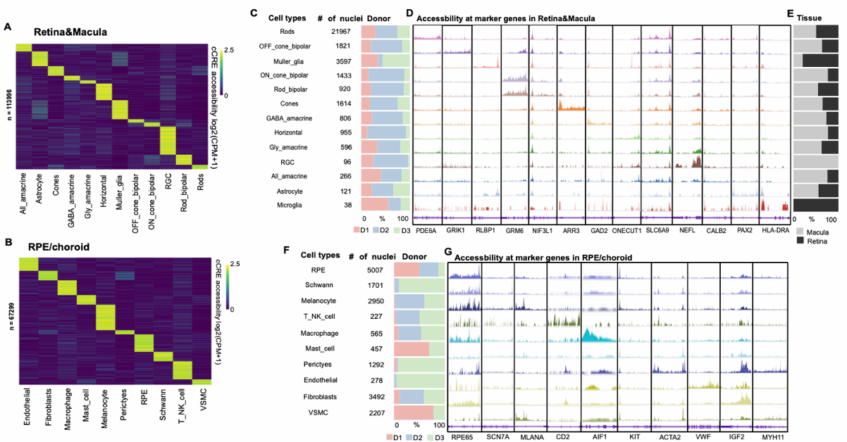 A multi-panel figure showing accessibility profiles across developmental states