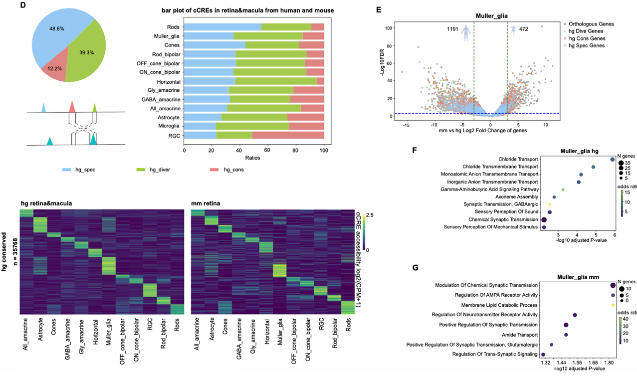 Multip-panel figure showing the results of differential accessibility across developmental stages in retina