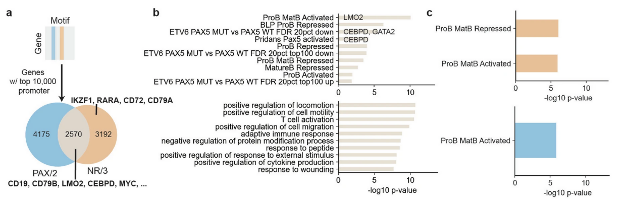 Multi-panel figure showing motif enrichments and overlaps