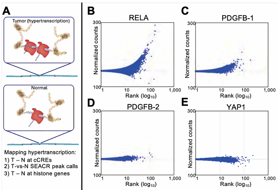 MA plots of RELA, PDGFB-1, PDGFB-2, and YAP1 expression.