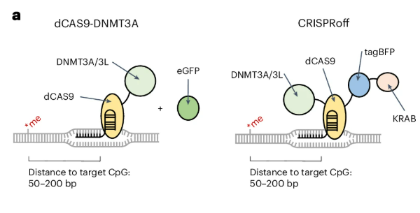 Cartoons of dCas9–DNMT3A and CRISPRoff constructs.