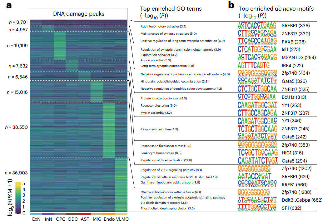 Heatmap of peak expression with GO terms and motif logos.