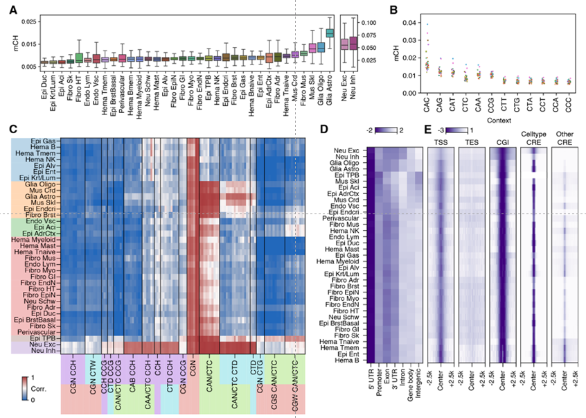 mCH boxplots and heatmaps of context and genomic feature profiles.
