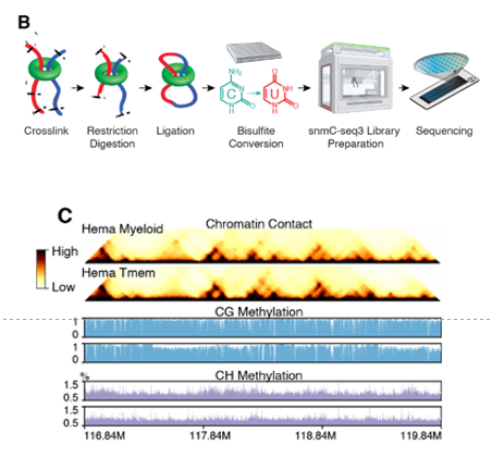 snmC-seq3 workflow schematic and myeloid contact/methylation tracks.