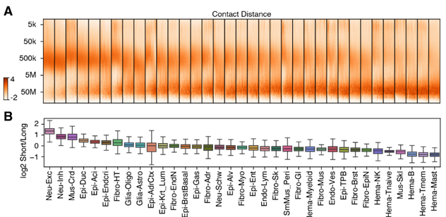 Contact decay heatmap and contact-distance ratio boxplots per cell type.