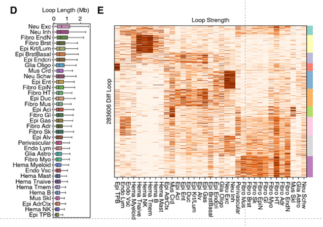 Loop-length boxplots and loop-strength heatmap across cell types.