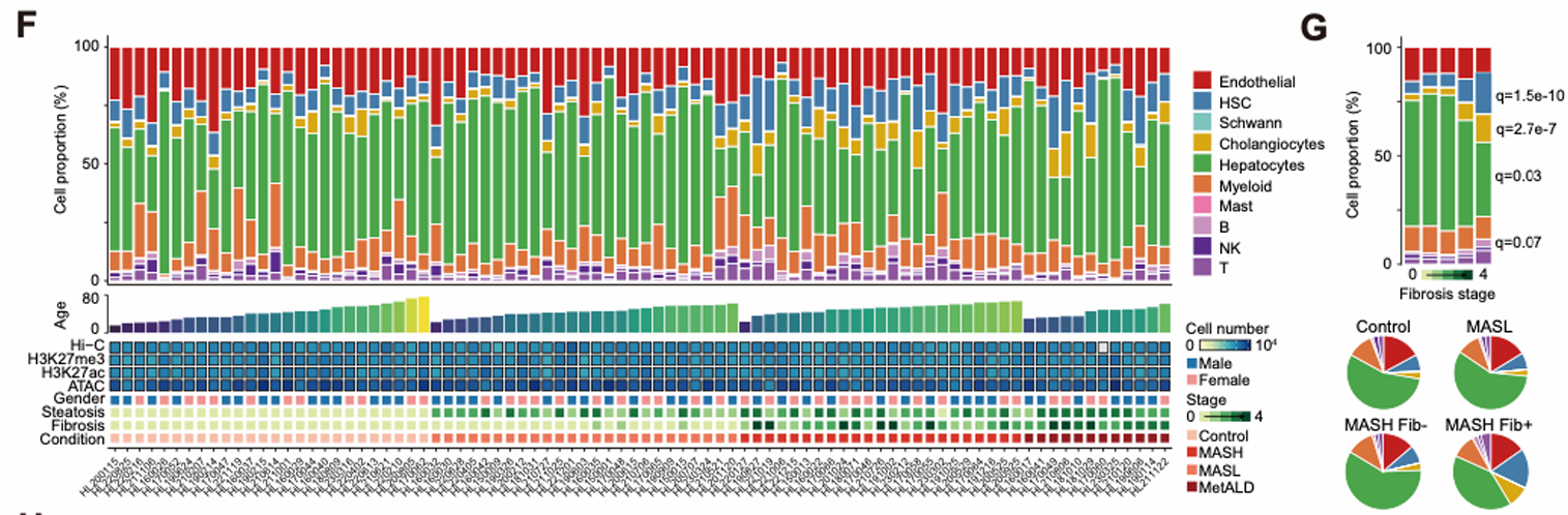 Comparison of cell types and states across liver diease progression