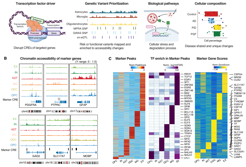 Condition-dynamic and case-control differentially accessible CREs across human brain cell types. 