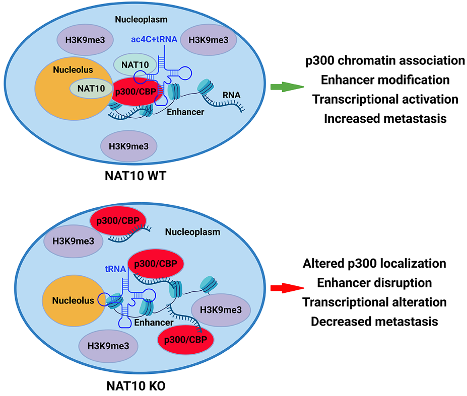 Summary cartoon of NAT10 function in metastasis