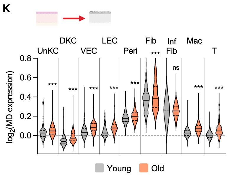 Violin plot of MD scores